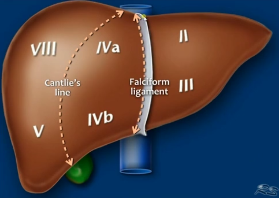 liver-frnot